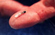 micro